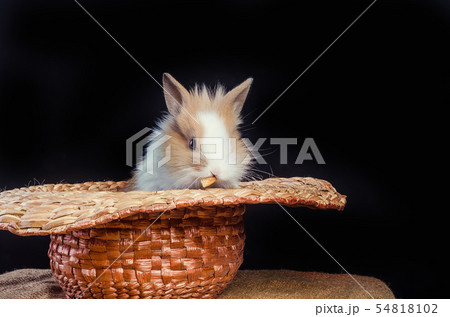 Easter Bunny - Isolated Set 54818102