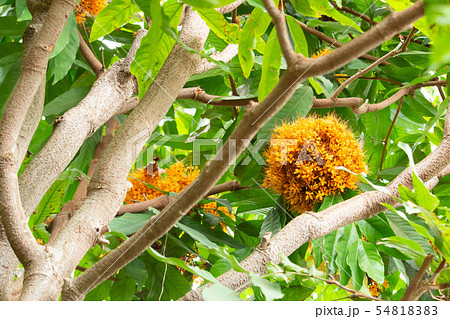 仏教の三大聖樹、満開のムユウジュ/無憂樹(Ashoka tree、Saraca indica L.) 仏教の三大聖樹、満開のムユウジュ/無憂樹(Ashoka tree、Saraca indica L.) 54818383