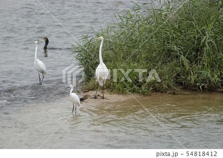 黒瀬川の鷺　川鵜 54818412