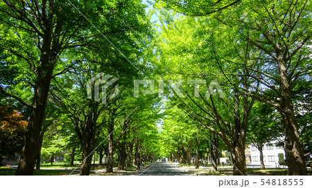 北海道大学イチョウ並木 札幌市 北海道大学イチョウ並木 札幌市 54818555