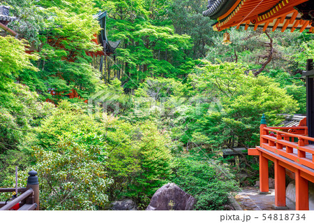 境内の庭 新緑   毘沙門堂 54818734