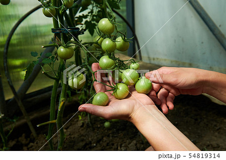 Woman looking at green tomatoes from plant in greenhouse 54819314