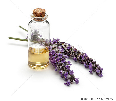 Fresh lavender and a bottle of lavender oil Fresh lavender and a bottle of lavender oil 54819475
