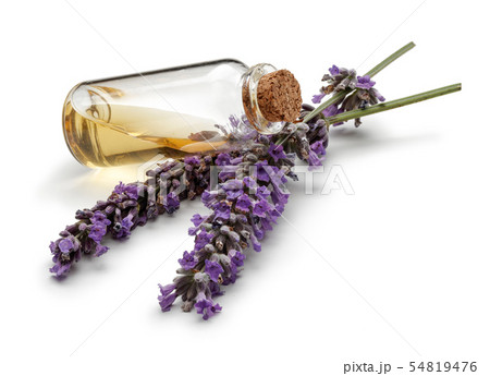 Fresh lavender and a bottle of lavender oil Fresh lavender and a bottle of lavender oil 54819476