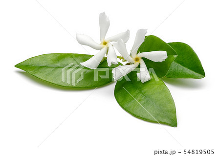 Star jasmine flowers with leaves isolated 54819505