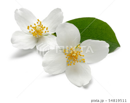 White jasmine flowers with green leaf isolated 54819511
