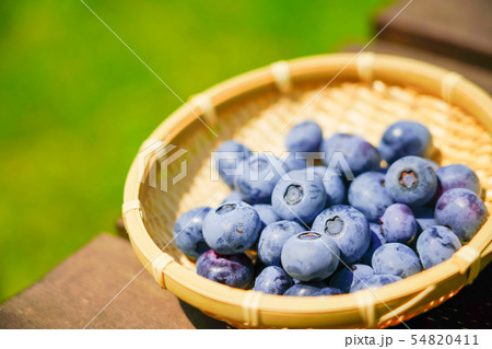 家庭果樹 ブルーベリーの収穫の写真素材