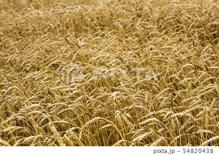 Wheat spikelets in the field. Wheat spikelets  54820438