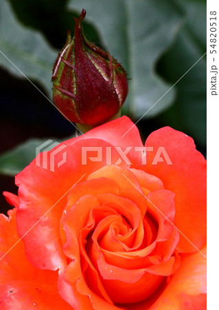 薔薇_フリュイテ 薔薇_フリュイテ 54820518