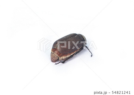 Scarab eat coconut trees. Scarab eat coconut trees. 54821241
