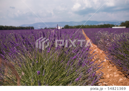 Blossom purple lavender fields in summer landscape near Valensole. Provence,France 2019 54821369