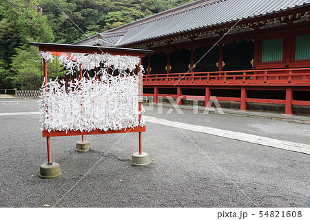 鎌倉 鶴岡八幡宮 54821608