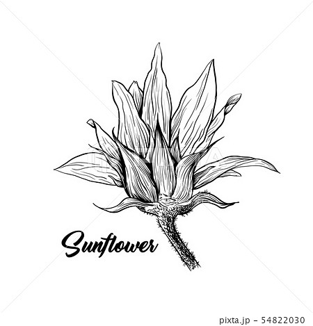 hand drawn flowers black and white clipart