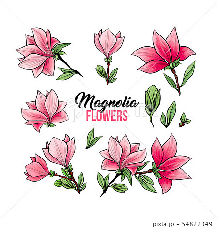 Magnolia flowers hand drawn illustrations set 54822049