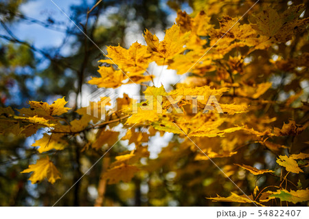 Photo from below autumnal tree and sky 54822407