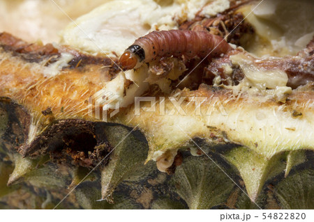 Closeup of worm on durian fruits,Durian seed borer 54822820