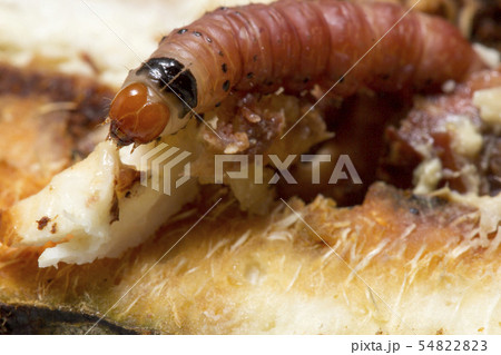 Closeup of worm on durian fruits,Durian seed borer 54822823