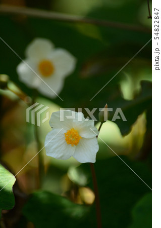 シラユキゲシの白い花 54822847