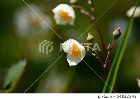 シラユキゲシの白い花 シラユキゲシの白い花 54822848