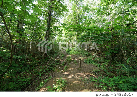 積丹岳登山道 4合目 積丹岳登山道 4合目 54823017
