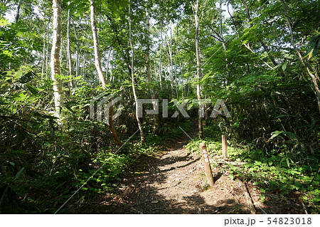 積丹岳登山道 5合目 積丹岳登山道 5合目 54823018