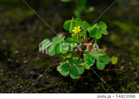 黄色いカタバミの小さな花 黄色いカタバミの小さな花 54823066