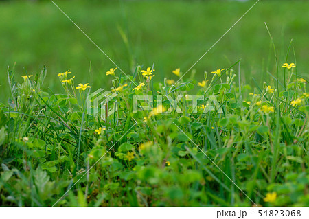 黄色いカタバミの小さな花 54823068