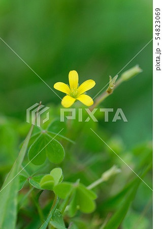 黄色いカタバミの小さな花 54823069