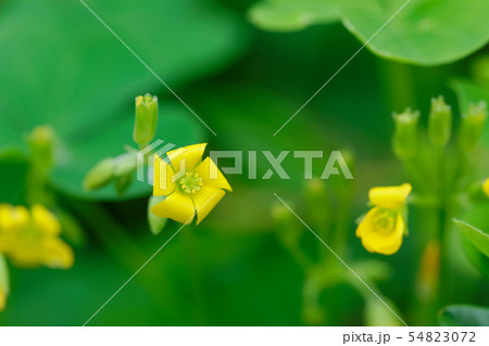 黄色いカタバミの小さな花 54823072
