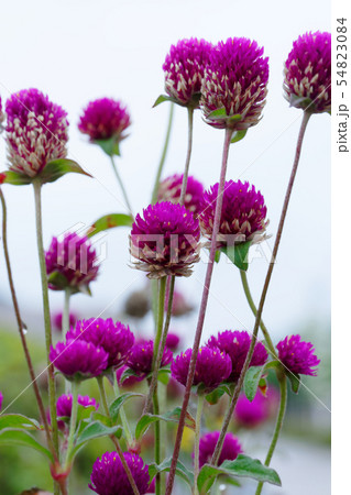 ピンク色のセンニチソウの花 ピンク色のセンニチソウの花 54823084