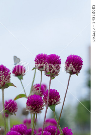 ピンク色のセンニチソウの花 シジミチョウ ピンク色のセンニチソウの花 シジミチョウ 54823085