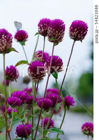 ピンク色のセンニチソウの花　シジミチョウ 54823086