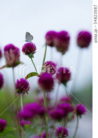 ピンク色のセンニチソウの花 シジミチョウ ピンク色のセンニチソウの花 シジミチョウ 54823087