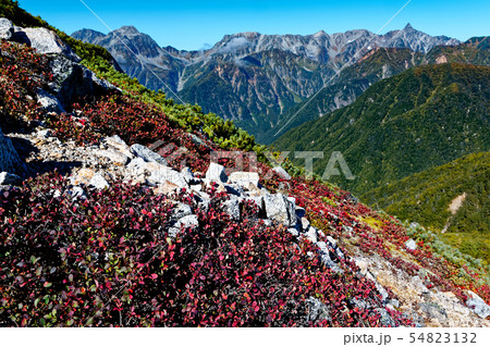 常念岳稜線のクロマメノキの紅葉と槍ヶ岳の眺め 54823132