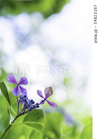 キラキラ光るあじさい 54823167