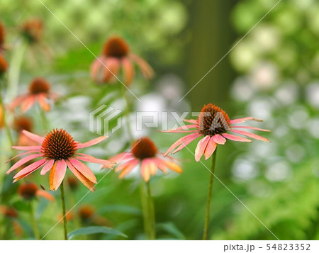 エキナケアの花 54823352