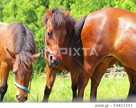 牧場の木曽馬 54823353