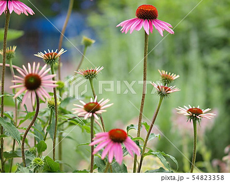 エキナケアの花の群生 54823358