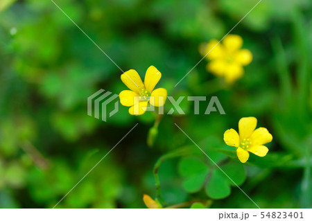 黄色いカタバミの小さな花に水滴 54823401