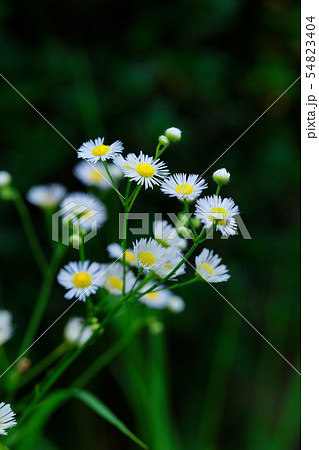 白いヒメジョオンの花に水滴 白いヒメジョオンの花に水滴 54823404