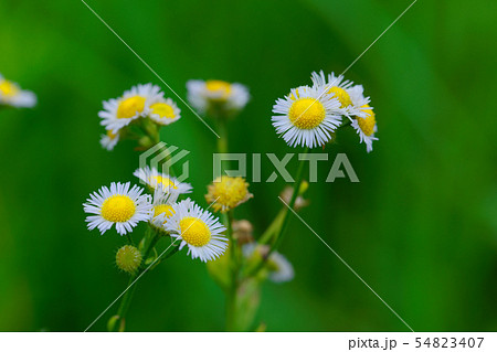 白いヒメジョオンの花に水滴 白いヒメジョオンの花に水滴 54823407