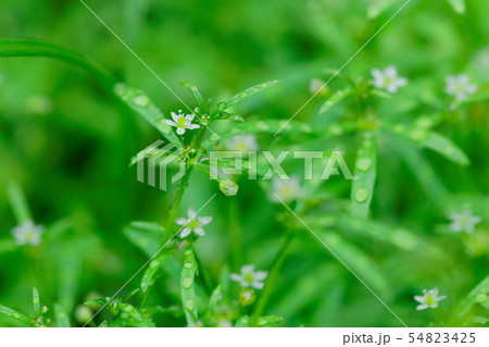 白い小さな草花に水滴 54823425