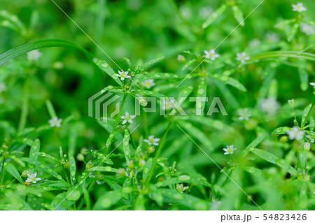 白い小さな草花に水滴 54823426