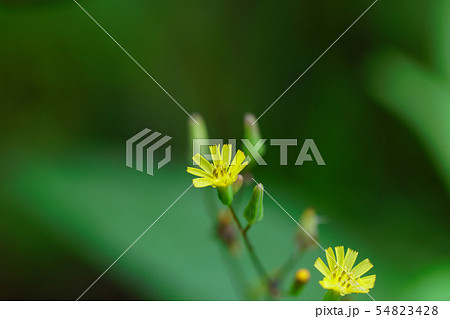 黄色いオニタビラコの花に水滴 黄色いオニタビラコの花に水滴 54823428