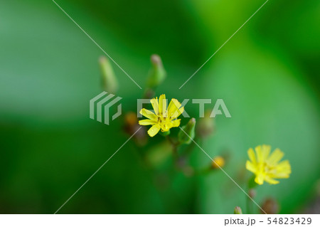 黄色いオニタビラコの花に水滴 54823429
