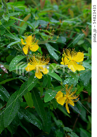 黄色いビヨウヤナギの花に水滴 黄色いビヨウヤナギの花に水滴 54823435