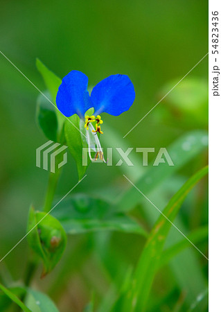 青色のツユクサに水滴 54823436