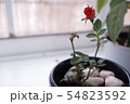 小さな赤い薔薇 小さな赤い薔薇 54823592