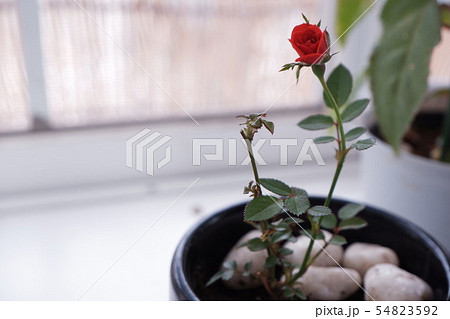 小さな赤い薔薇 54823592