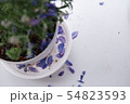 青い花びら 青い花びら 54823593